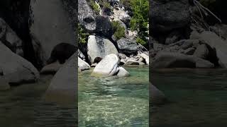 A Brown Bear enjoying a summer swim in Lake Tahoe California california travel [upl. by London]