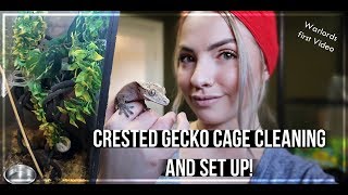 Crested Gecko Set Up And Cage Cleaning [upl. by Glory]