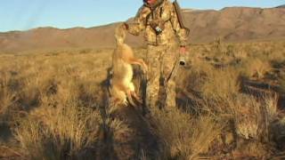 Calling Coyotes SOLO with FoxPro [upl. by Ennayr847]