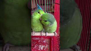 Smallest talking parrot in the world  pacificparrotlet breeding pair [upl. by Jarrett130]