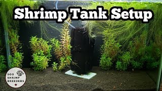 Shrimp Tank Setup Caridina [upl. by Pantin]