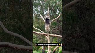 Koalas Wrestle for the top 🐨😂 australia travel nature healesville sanctuary [upl. by Joye]