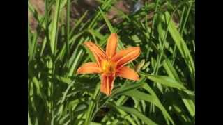 Plant portrait  Daylily Hemerocallis fulva [upl. by Naihs]