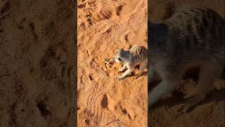 Meerkat vs Scorpion meerkat meerkats scorpio scorpion wildlifefight wildlife4knatgeowild [upl. by Elmina891]