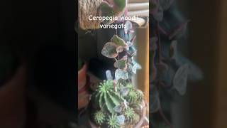 Ceropegia woodii variegata succulent houseplants plant indoorplants [upl. by Eniamreg]