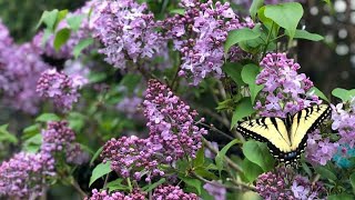 Growing lilacs in the south [upl. by Frye]