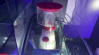 Noisy RedSea Protein Skimmer 300 changing pump RedaSea Skimmer ProteinSkimmer [upl. by Stout]