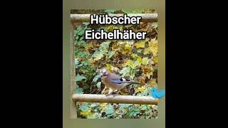 🐦 Hübscher Eichelhäher birds jay [upl. by Maggie]