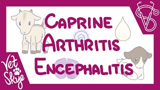 Caprine Arthritis Encephalitis  causes pathophysiology clinical signs diagnosis treatment [upl. by Akimrej]