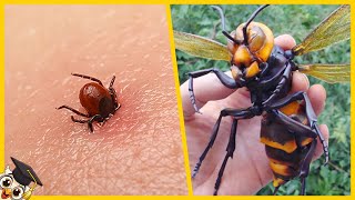 Los 10 Insectos más Peligrosos del Mundo [upl. by Susej]