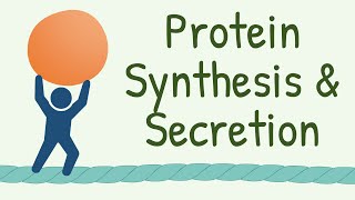 9 INTERESTING FACTS about Protein Synthesis and Secretion that Nobody Tells You [upl. by Darrell165]