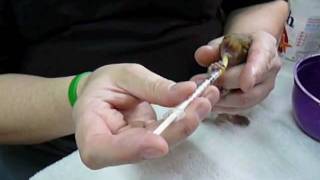 Syringe feeding baby squirrel [upl. by Ybab757]