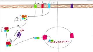 Activation of NFkB [upl. by Luelle]