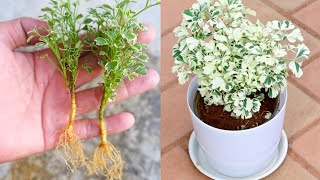 Grow Aralia plant faster way  Very Easy Method [upl. by Justina726]