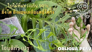 “โอบลิกัว เปรู”ใบไม้ที่แหว่งเกิน 90 ยิ่งโต ยิ่งผอมเหลือแต่ซี่โครง Obliqua Peru [upl. by Amlet]