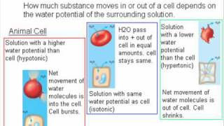 Cell Membrane Transport  A Level AS Biology Revision [upl. by Ecidnac]