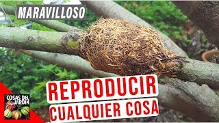 COMO HACER UN ACODO AEREO Y REPRODUCIR CUALQUIER ARBOL O ARBUSTO [upl. by Adlog]