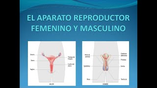 APARATO REPRODUCTOR MASCULINO Y FEMENINO [upl. by Irehs]