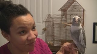 Teaching Your Cockatiel to Talk and Whistle Part I [upl. by Daryn]