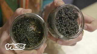 Tehran Beluga Caviar is Black Gold [upl. by Erny]