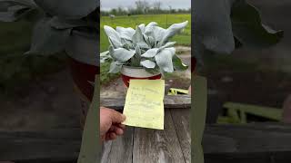 Senecio Angel Wings Sea Cabbage Plant Spotlight Subscribe for more plant love [upl. by Ettennor]