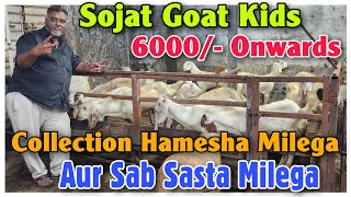 6000 Onwards Sojat Goat Kids At NADIM BHAI  Sojat Bakri Ke Bacche In Bhiwandi [upl. by Adias]