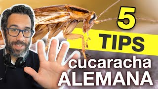 5 TIPS PARA CONTROLAR BLATTELLA GERMANICA O quotCUCARACHA ALEMANAquot [upl. by Nesral473]