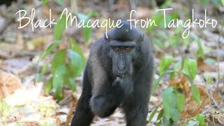 Black Macaque from Tangkoko  North Sulawesi Indonesia [upl. by Liliane]