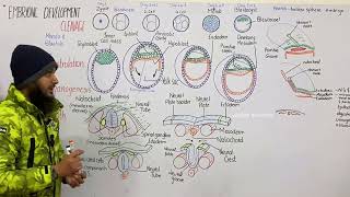 Embryonic Development in humans  morula blastula gastrula  gastrulation in human  class 12 [upl. by Berners]