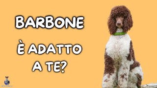 Barbone Cosa Sapere [upl. by Gazzo]