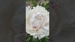 Yuliyapeony Rose Mary Lins [upl. by Lodmilla]