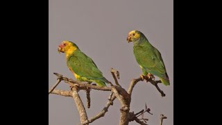 Parrots of South America Amazonians and Macaws parrots Part 1 [upl. by Carbo]