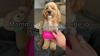 maltipoo maltipoolife maltipoodog maltipoovlog maltipooshorts maltipoopuppies [upl. by Nosnej]