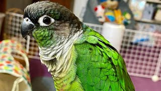 Green Cheek Conure Talking amp Sounds  Talking Parrot [upl. by Aicineohp794]