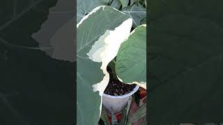 Xanthosoma quotMickey Mouse Plantquot SUPER BIG LEAVES shorts garden plants alocasia [upl. by Elli]