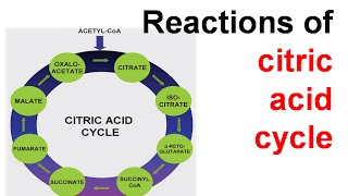 Citric acid cycle explanation [upl. by Bruis153]