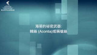 海葵的祕密武器  槍絲或稱棘絲的噴發與回收 中文字幕配音版 [upl. by Sone]