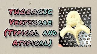 THORACIC VERTEBRAETypical and Atypical Thorax Anatomy [upl. by Flanna536]