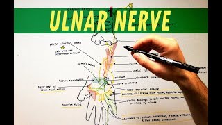 Ulnar Nerve  Anatomy Tutorial [upl. by Ecinev545]