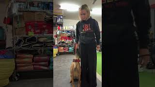 Clicker training your dog dog malinois dogobedience dogtraining puppymalinois [upl. by Adhern644]