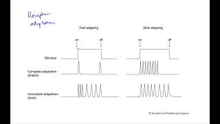 Receptor adaptation [upl. by Onihc]