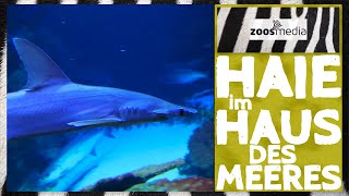 HAIE im Haus des Meeres in Wien 🦈  zoosmedia [upl. by Sorazal]