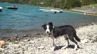 Border Collie Shonny 5 mesi [upl. by Udell516]