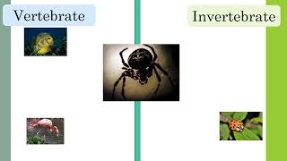 Classifying Animals  Living Things  HandsOn Education [upl. by Lubba]