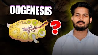 OOGENESIS  REPRODUCTION CLASS 12  NEET  KINGDOM OF BIOLOGY [upl. by Aihtnys]