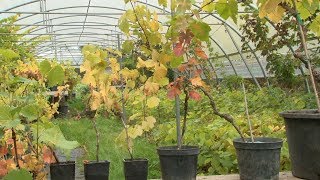 Cultiver une vigne sur un balcon [upl. by Atnomed]