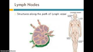 Introduction to the Lymphatic System [upl. by Cerallua]