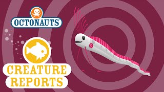 Octonauts Creature Reports  Oar Fish [upl. by Iliak]