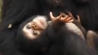 Cute Baby Monkeys Pick Their Playmates in the Wild  BBC Studios [upl. by Koeppel]