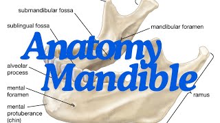 Mandible Dissection The Anatomy of the Jaw Explained [upl. by Nue]